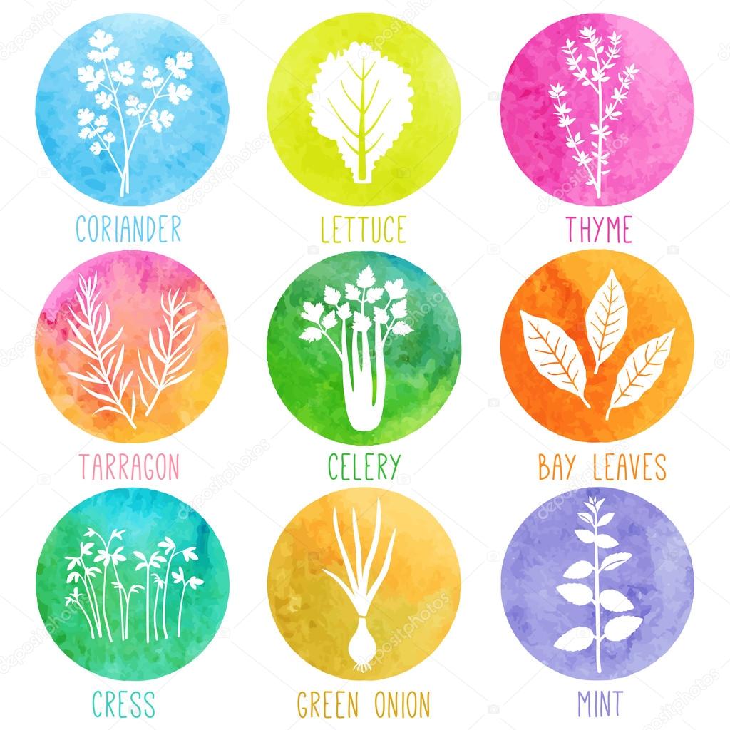 Fresh herbs and spices icons in watercolor circles. Vector illustration
