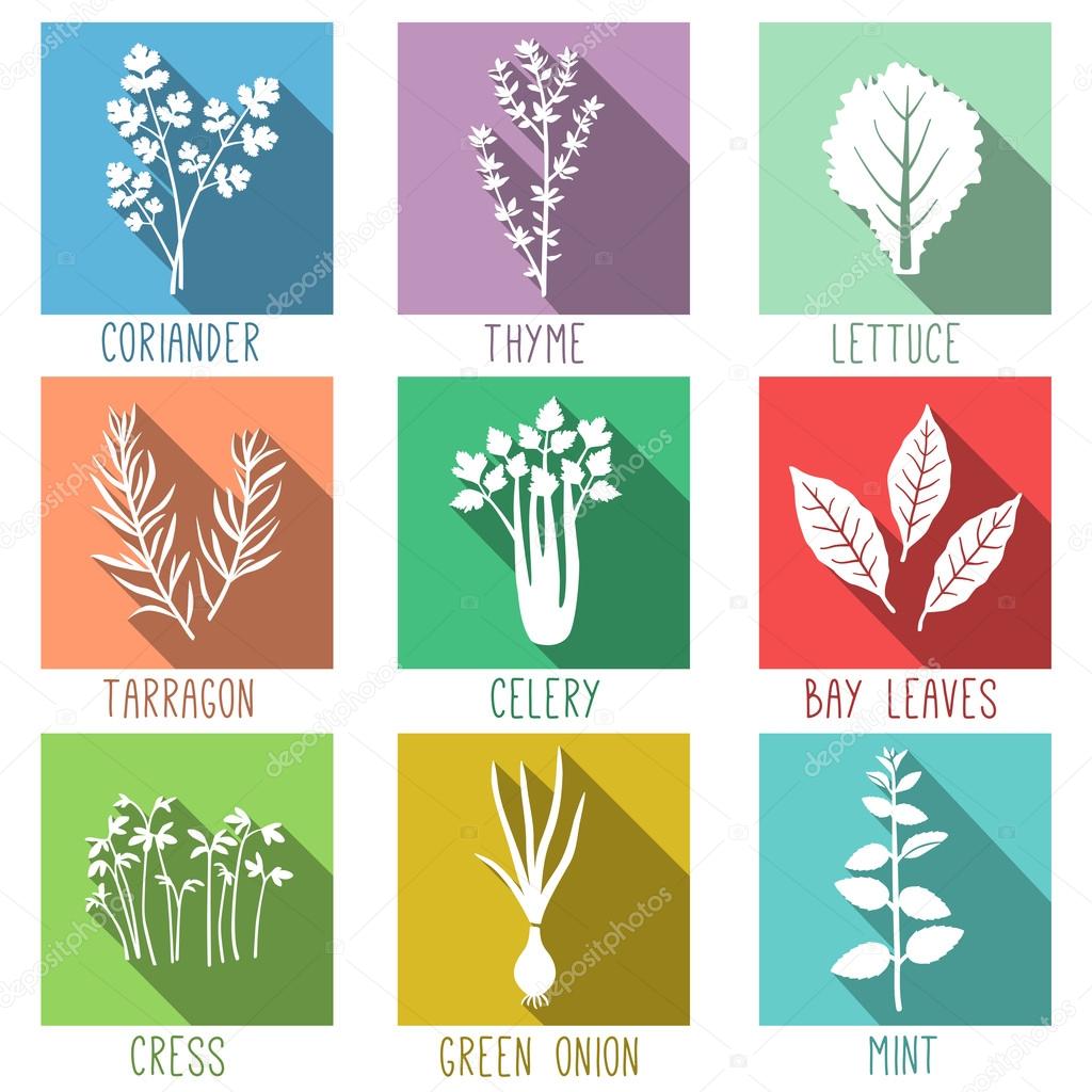 Fresh herbs and spices icons with long shadows. Vector illustration