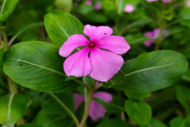 Çiçek pembesi çiçek gibi.