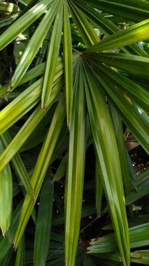 Bir tür palmiye yaprağı, ama genellikle silawan olarak da bilinir.
