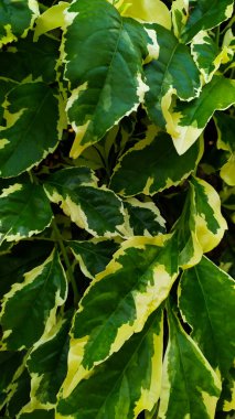 Yeşil yaprakların yanında sarı bir kombinasyon var.