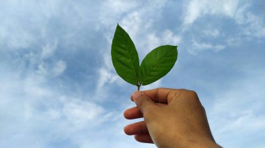 Yaprak tutan bir el.