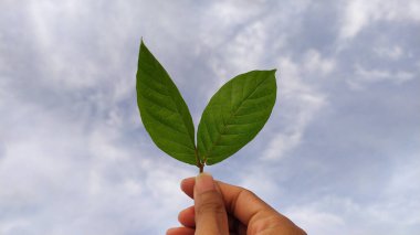 Yaprak tutan bir el.