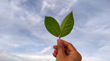 Yaprak tutan bir el.