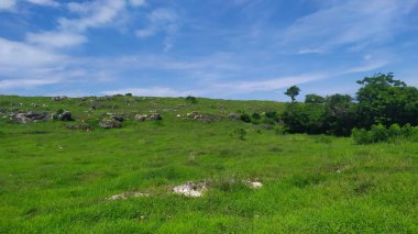 Güzel yeşil çimen manzarası