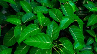 Yeşil yapraklar arka plan, doğal arkaplan