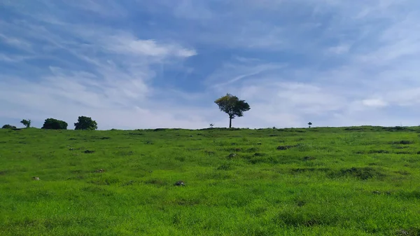 Schöne Aussicht Auf Grüne Grasfelder — Stockfoto