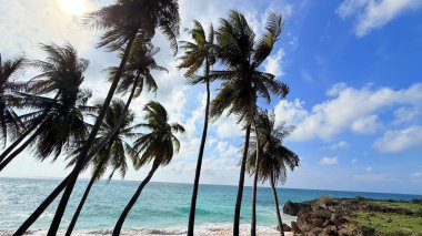 Eğik Palmiye Ağaçları ve Turkuaz Okyanusuyla Güneşli Tropikal Plaj