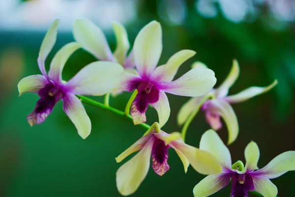 Orkideler dünyadaki en güzel çiçeklerden biridir. 