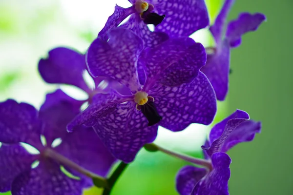 Orkideler dünyadaki en güzel çiçeklerden biridir. 