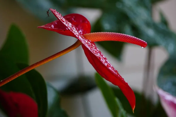 Kırmızı ve pembe karışımlı Anthurium. Bitkileri sulamak çiçeğe güzel su damlaları bıraktı. Bir sivrisinek çiçeğin arkasında saklanıyor.. 