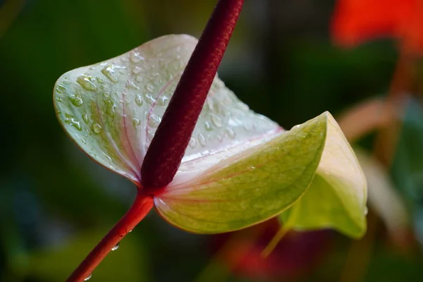 Açık yeşil, sarı ve pembe karışımlı Anthurium. Çiçekleri sulamak çiçeğe güzel su damlaları bıraktı..