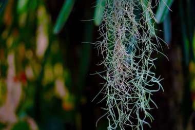 İspanyol Yosun Hava Fabrikası Gün ortasında.   