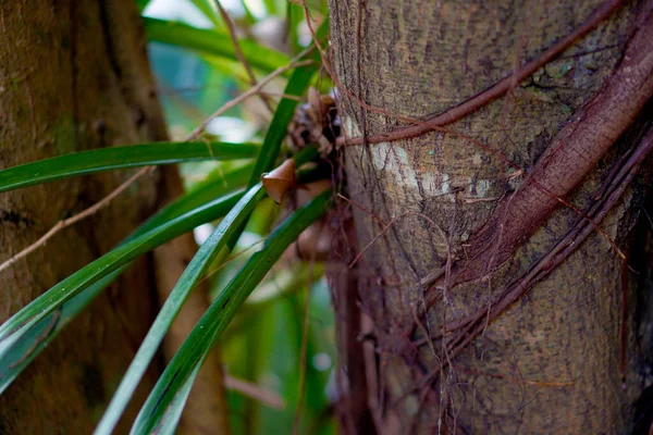Doğa birbirine yardım ediyor. Bir bitki başka bir bitkinin gövdesine yerleşir. Doğa, çeşitliliği öğrenmek için harika bir yer..  