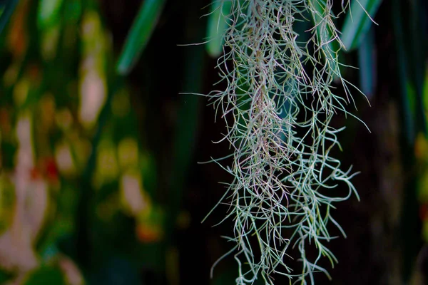 İspanyol Yosun Hava Fabrikası Gün ortasında.   