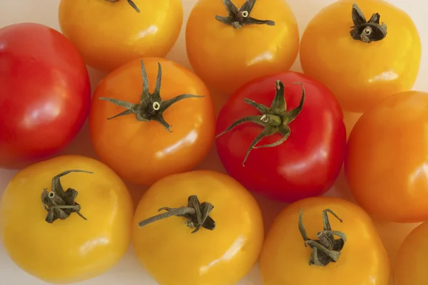 Absorbované rajčata — Stock fotografie