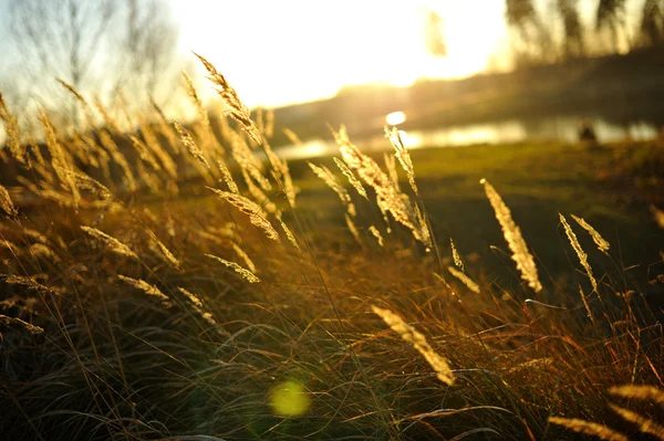 Nehirde gün batımı