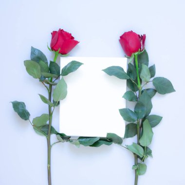 Üst düzey gri arkaplanda kırmızı güller ve beyaz fotokopi alanı. Gül seti Mutlu Kadınlar Günü, 8 Mart, Anneler Günü, Sevgililer Günü veya doğum günü tebrik kartı. Düz konum, üst görünüm zarafet kompozisyonu