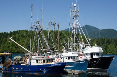 UCLUElet, BRITISH COLUMBIA, CANADA, AĞUSTOS 18 Ağustos 2015: Üç ticari balıkçı teknesi kalkışa hazır, 18 Ağustos 2015 tarihinde Vancouver Adası 'nın batı kıyısındaki Ucluelet limanında demirledi.