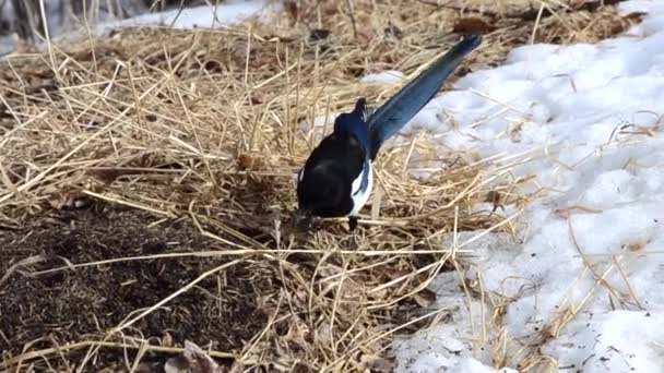 Magpie forrageamento para alimentos na cidade — Vídeo de Stock