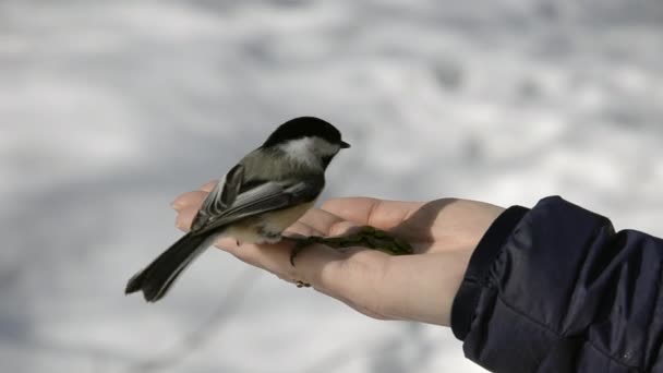 Feeding black-capped chickadee — Stock Video