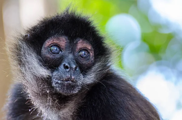 Monos Araña Sus Bebés Están Pidiendo Comida Jugando Bosque Manglares Imagen De Stock