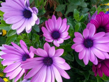 Mor renkli Afrika papatyaları