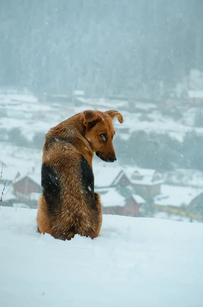 a lonely dog on the cleavage in the snow