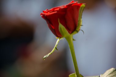Okulda ilk Eylül ziyafette kırmızı gül
