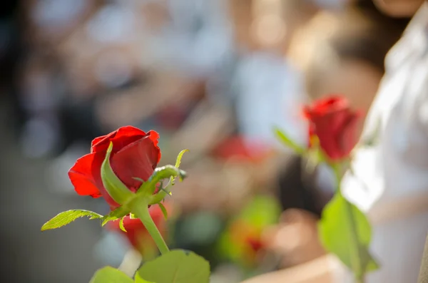 Κόκκινα τριαντάφυλλα στη γιορτή του την 1η Σεπτεμβρίου στο σχολείο — Φωτογραφία Αρχείου