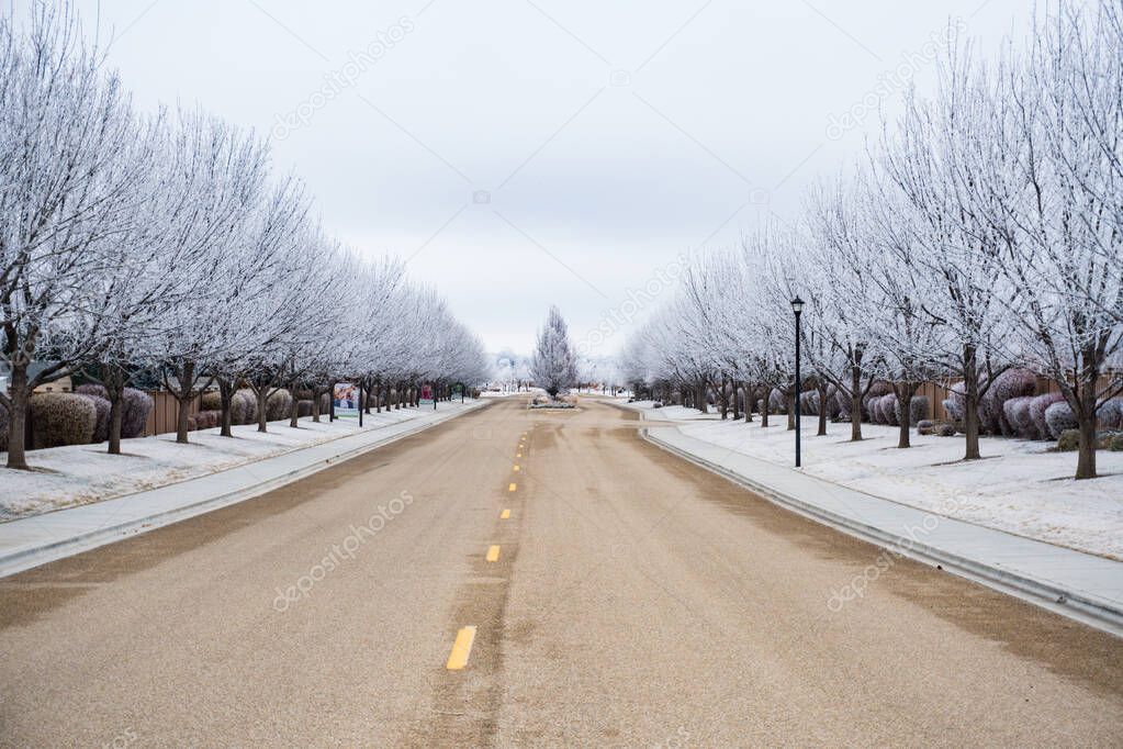 Neighborhood drive/entry road in the winter. Nampa, Idaho. Trees along a road with frosty leaves and branches. Neighborhood road lined with trees. The inversion causes all the fog and frost to set on the trees and grass and freeze.