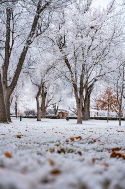 Kış günü buzlu bir park. Buz tüm yapraklar, çimenler ve ağaçlar üzerine çöktü. Ağaçlar ve yer karla kaplı, kalıcı donmuş bir görünüme büründü. Yapraklardaki sonbahar renkleri beyaz buza karşı hoş bir kontrastla öne çıkıyor..