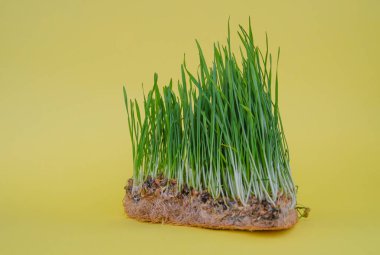 Filizlenmiş buğday. Kedi için taze yeşil çimen. Hayvanlar için vitamin