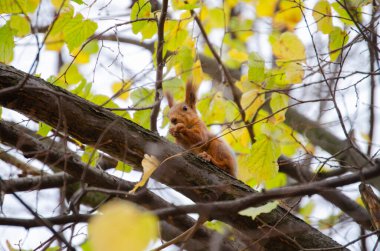 Kızıl bir sincap ağaçta fındık yiyor. Vahşi hayvanların hayatı.