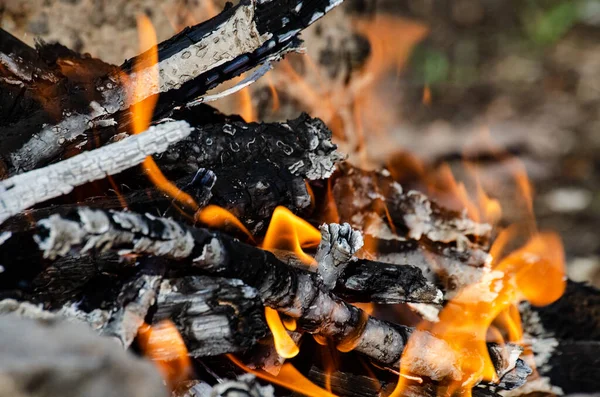 Open Fire Fire Made Wooden Firewood Cooking Shish Kebab Royalty Free Stock Photos