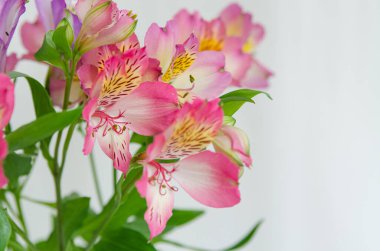 Hafif arka planda çiçekler. Kartpostallar ve pankartlar için arka plan