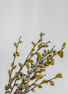 Söğüt. Ortodoks bayramı Palm Sunday 'dir. Tebrikler.