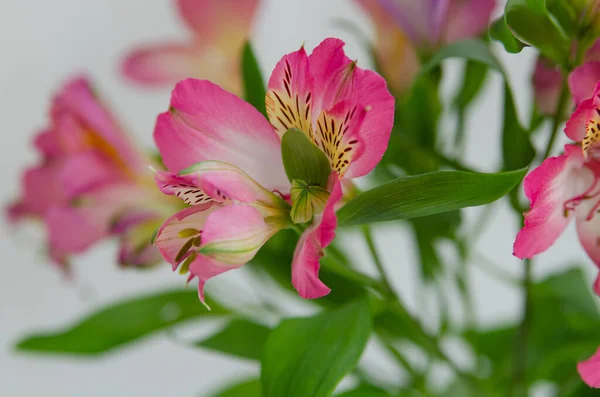 Квіти Світлому Тлі Фон Листівок Банерів — стокове фото