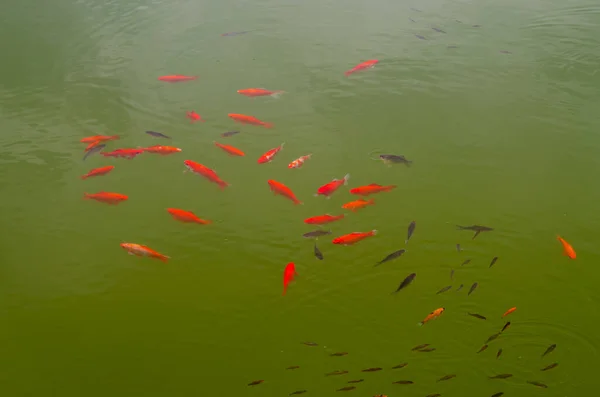 Colorful Fish Carp Swim Pond City Park — Stock Photo, Image