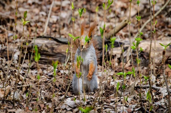 Animal Squirrel Eats Nut Park — Stock Photo, Image