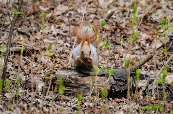 Tierisches Eichhörnchen Frisst Park Eine Nuss — Stockfoto