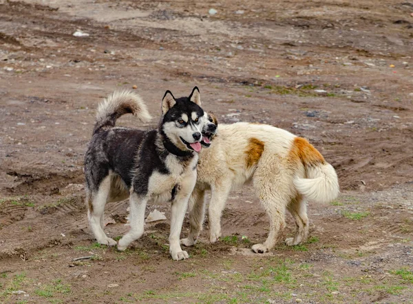 Safkan Sokak Köpekleri Dağlık Bir Bölgede Doğada Oynuyorlar — Stok fotoğraf