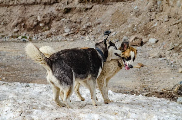 Renrasiga Herrelösa Hundar Leker Naturen Ett Bergsområde — Stockfoto