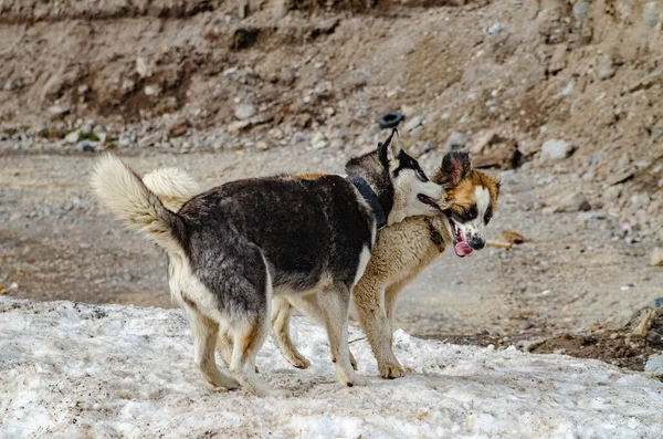 Purebred Stray Dogs Play Nature Mountainous Area — Stock Photo, Image