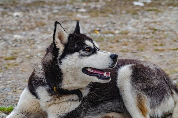 Чистокровная Бродячая Собака Отдыхает Природе Скалистой Местности — стоковое фото