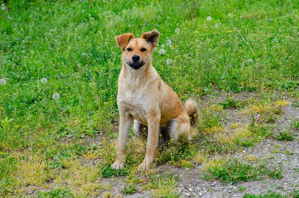 Perro Callejero Pelirrojo Juega Hierba Verde — Foto de Stock