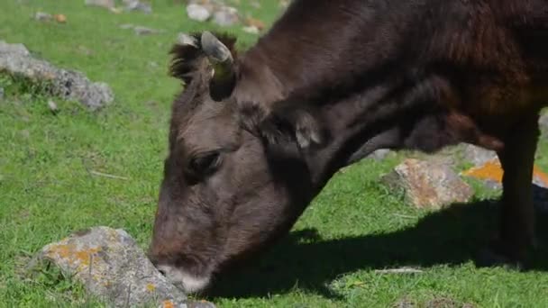 Eine Kuh Frisst Saftig Grünes Gras Auf Einer Wiese — Stockvideo