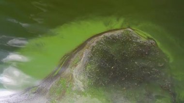 A dirty lake with green water. Unfavorable environmental situation