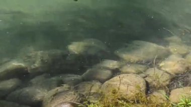 Green water in a pond