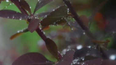 Raindrops on the red leaves of a bush
